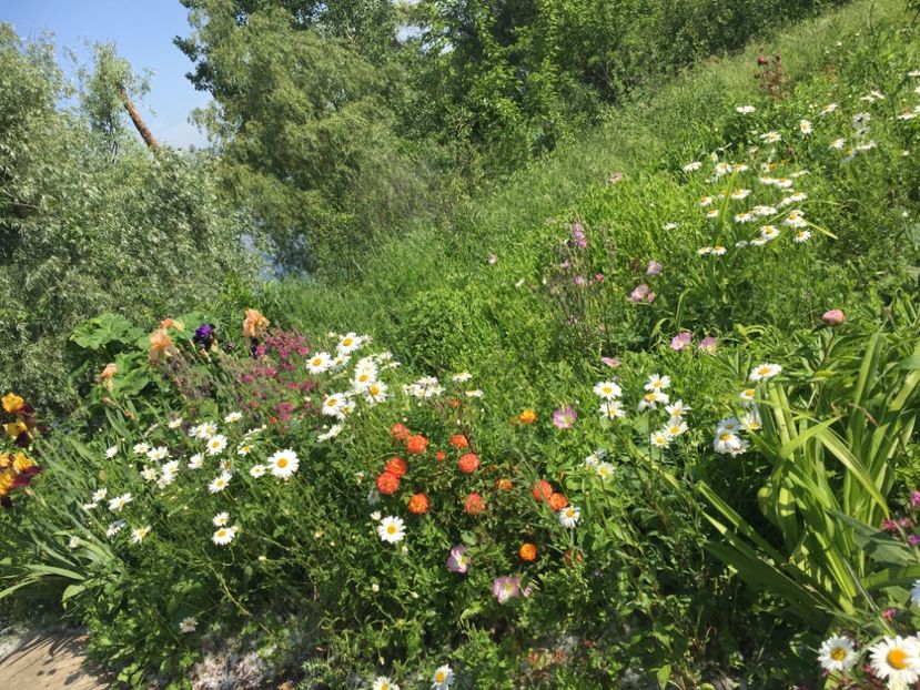 7521B3E3-913A-43F8-B533-51E85F3718C4 - Flori la balta 2019