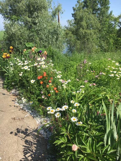 2F3DAEE7-90DF-4A6B-BCB2-C9F6A6D644A6 - Flori la balta 2019