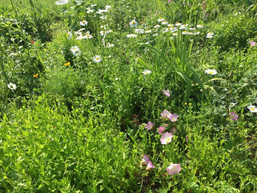 34DE6C4A-16CC-4C24-8E7D-11A211F5CEDE - Flori la balta 2019