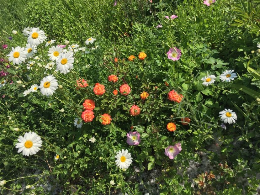 CC898AE0-3111-46C7-A16F-DCC9D55420C9 - Flori la balta 2019