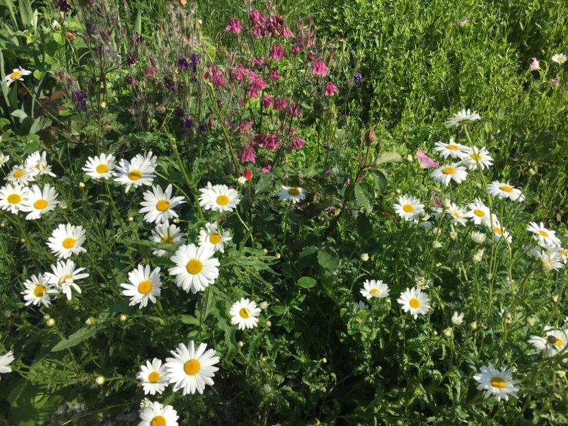 15F7041D-2547-4CA8-88C6-79F911592621 - Flori la balta 2019