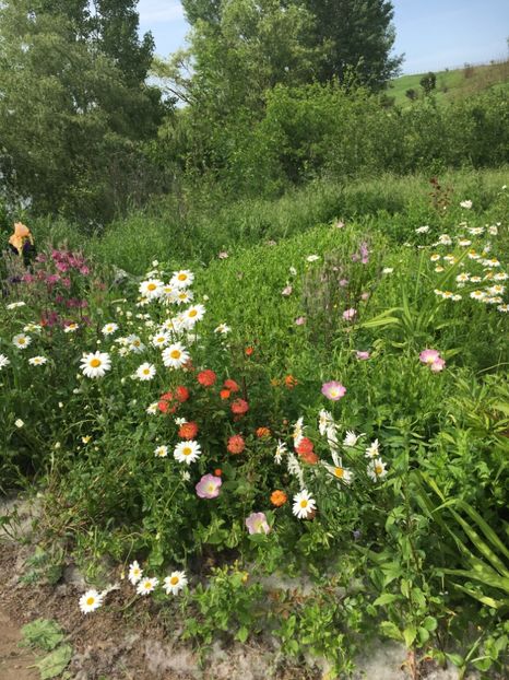 17E649D9-E1C8-4471-93E4-85369A08A8AB - Flori la balta 2019