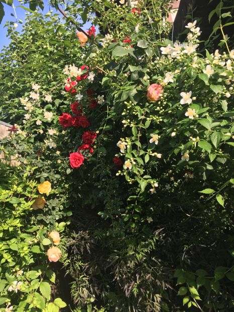 A133B9A0-2B21-4595-ACC2-86CBDE3FAE82 - Trandafiri 2019