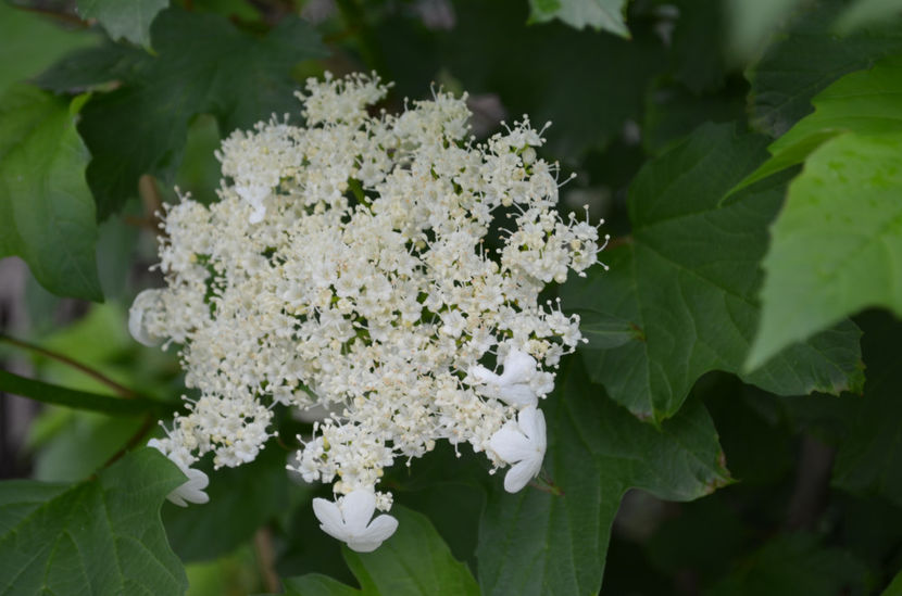  - dragostea  de natura