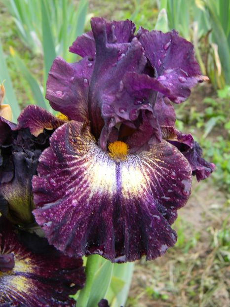 Tunnel vision - Irisi 2019