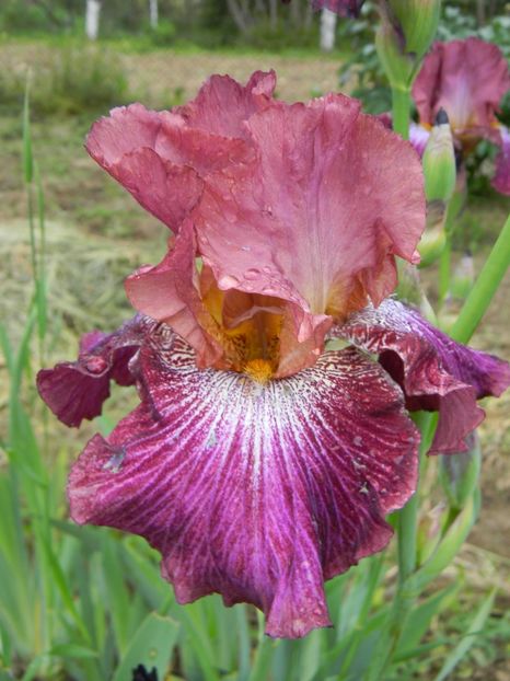 Vibrations - Irisi 2019