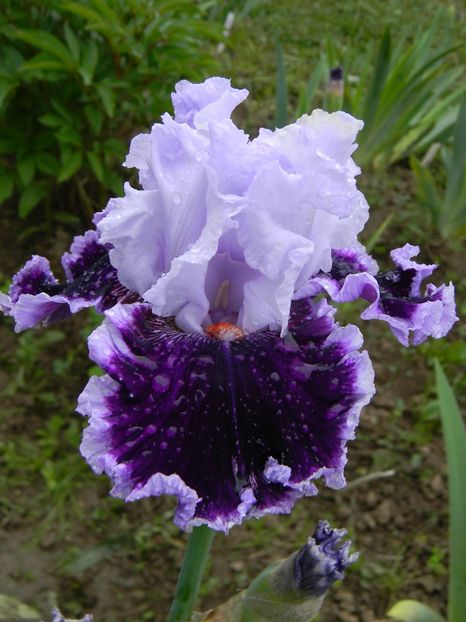 Daring deception - Irisi 2019