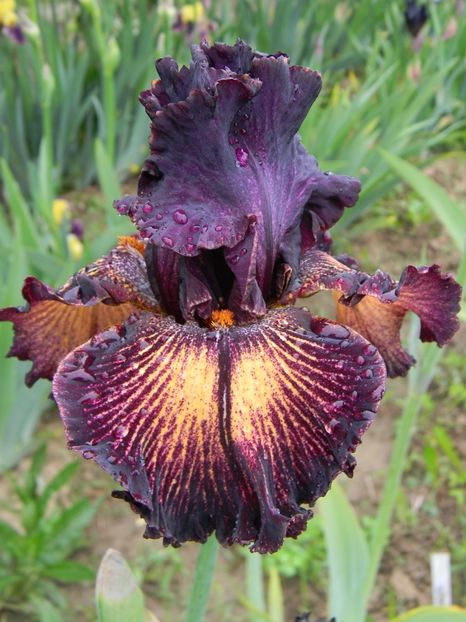 Drama queen - Irisi 2019