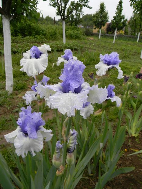 Wintry sky - Irisi 2019