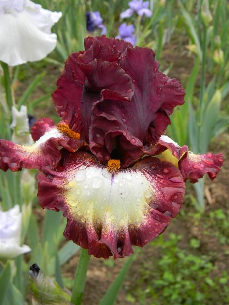 Class ring - Irisi 2019