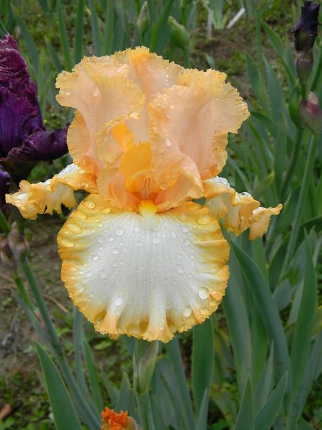 barbara my love - Irisi 2019