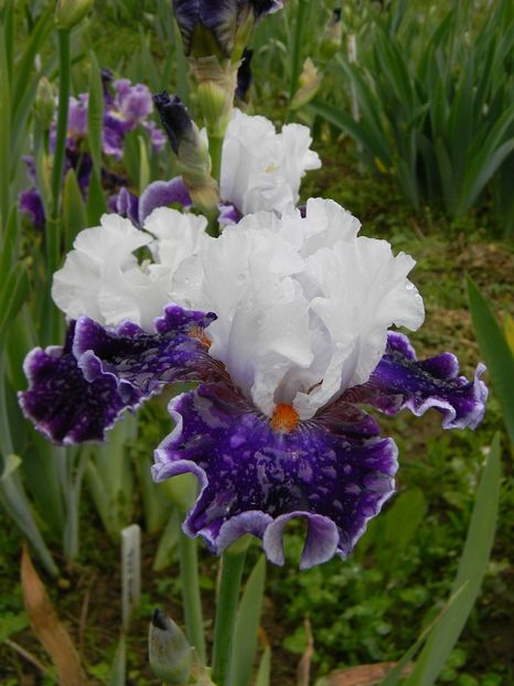 Merry amigo - Irisi 2019