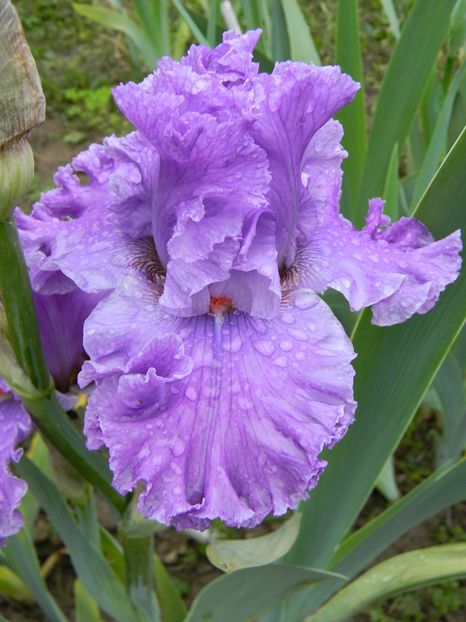 Cupid's wish - Irisi 2019