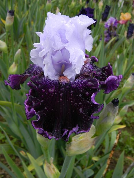 Dinner talk - Irisi 2019