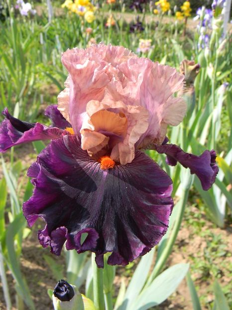 Perfect lady - Irisi 2019