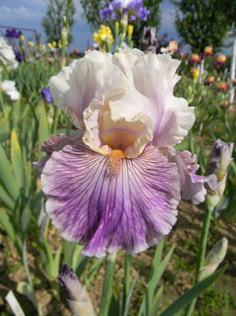 Reckless in denim - Irisi 2019