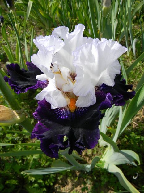 Domino noir - Irisi 2019