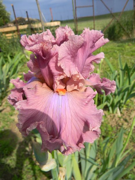 Eye for style - Irisi 2019