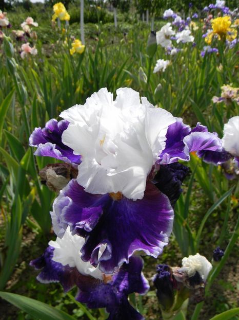 Merry amigo - Irisi 2019