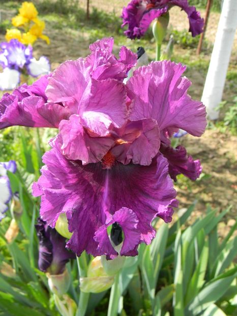 Who's a toff - Irisi 2019