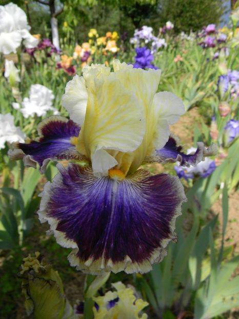 Twin cities - Irisi 2019