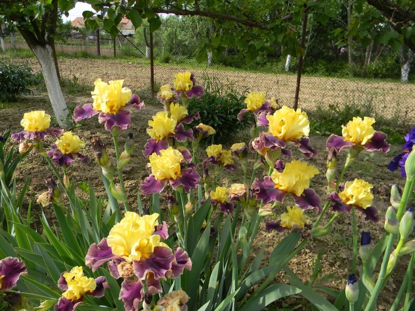 On the town - Irisi 2019