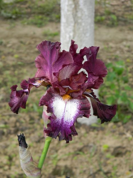 tennison ridge - Irisi 2019