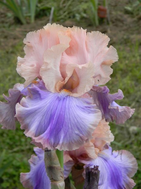 Florentine silk - xx Colectie irisi
