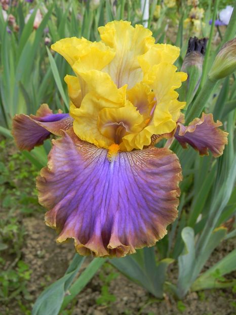 Garden pleasure - Irisi 2019