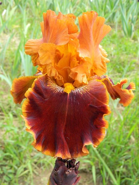 Copatonic - Irisi 2019