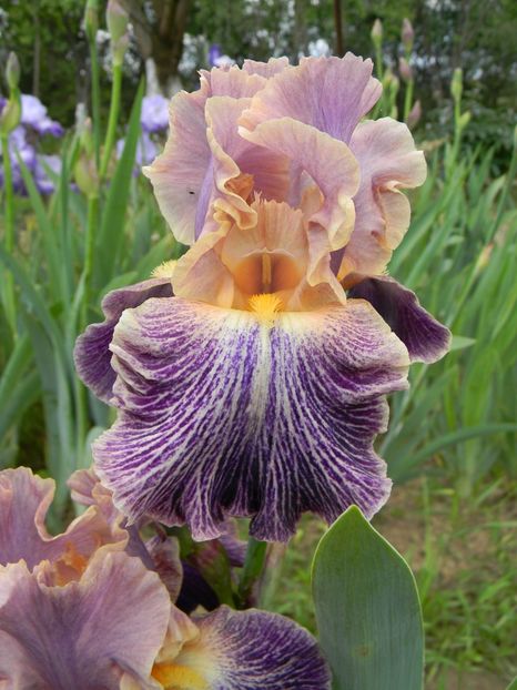 Elizabethan age - Irisi 2019