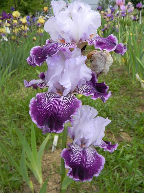 Gypsy geena - Irisi 2019