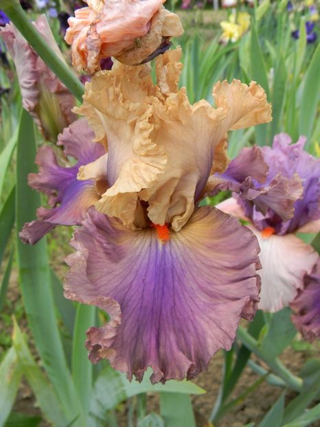 Air of mystery - Irisi 2019