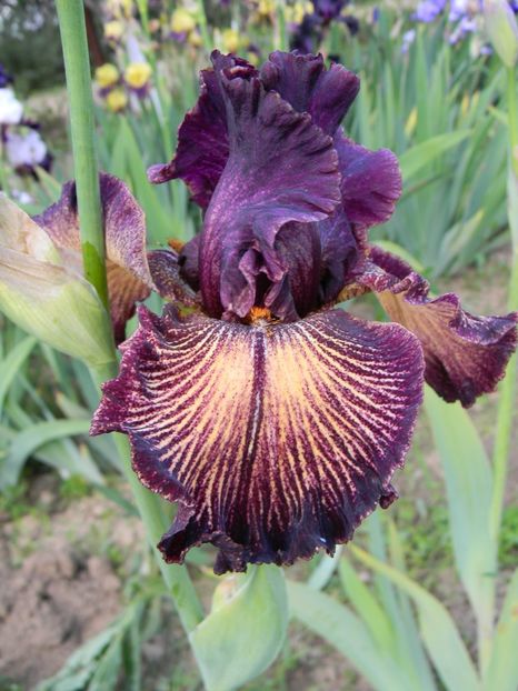 Drama queen - Irisi 2019