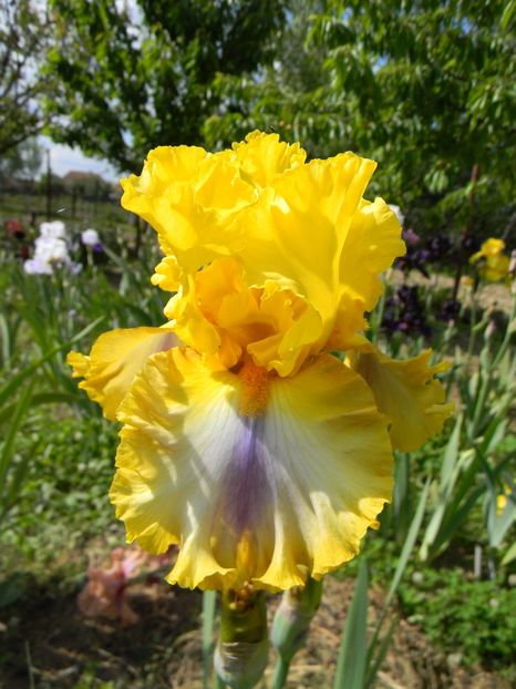 Good morning sunshine - Irisi 2019