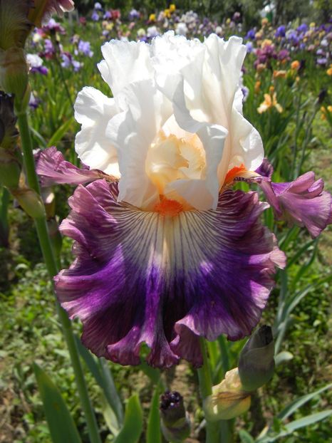 Pop idol - Irisi 2019