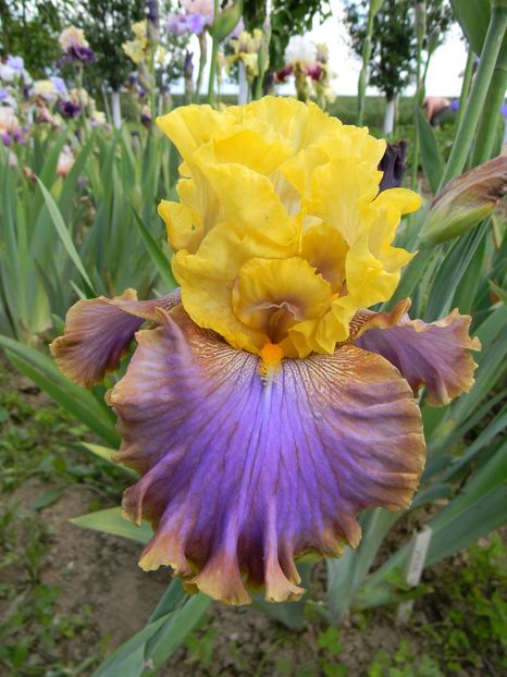 Garden pleasure - xx Colectie irisi