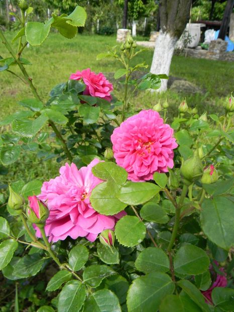 Princess Anne - Trandafiri 2019