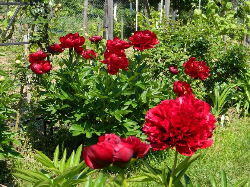 Buckeye belle&red grace - Bujori 2019