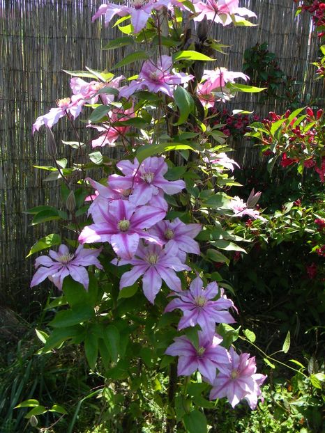 Lasting love - Clematite 2019