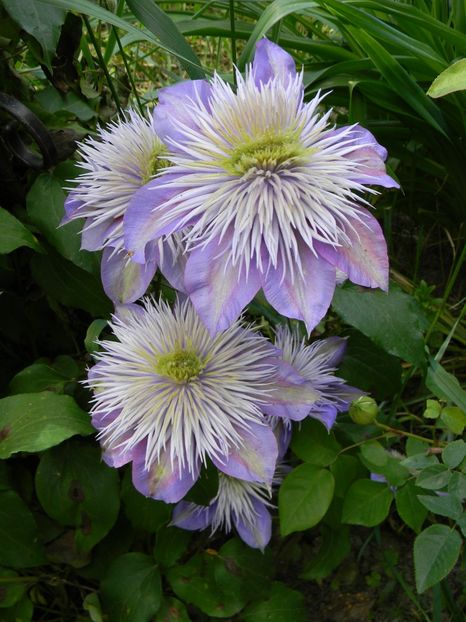  - Clematite 2019