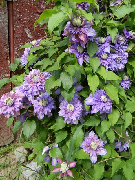  - Clematite 2019