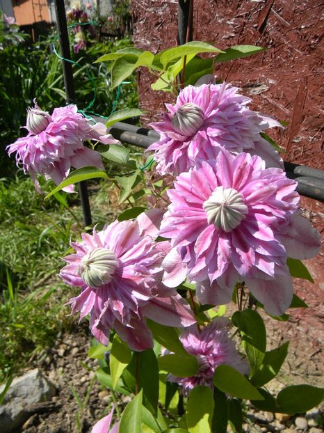 Josephine - Clematite 2019