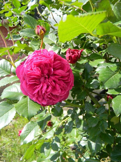 Rose de Tolbiac - Trandafiri urcatori 2019