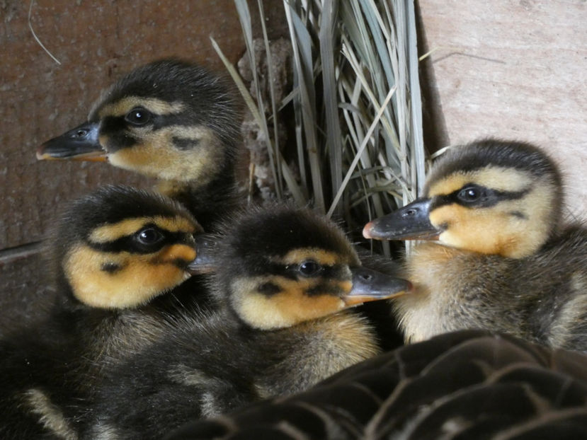 P1020492 - Rate salbatice