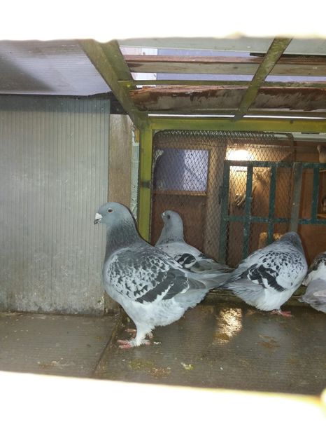 IMG-20190519-WA0006 - DE VANZARE