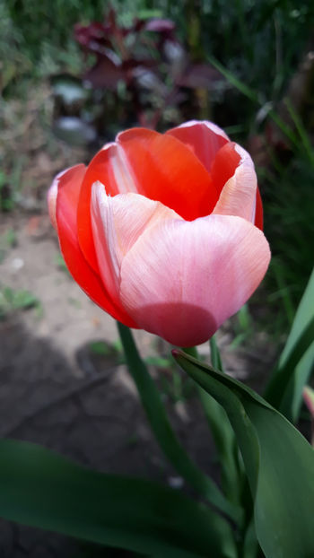  - Gradina primavara 2019