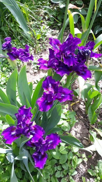  - Gradina primavara 2019