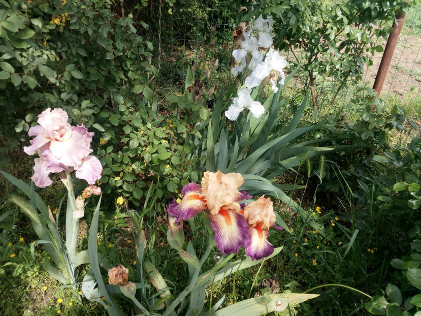  - Gradina primavara 2019