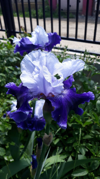  - Gradina primavara 2019